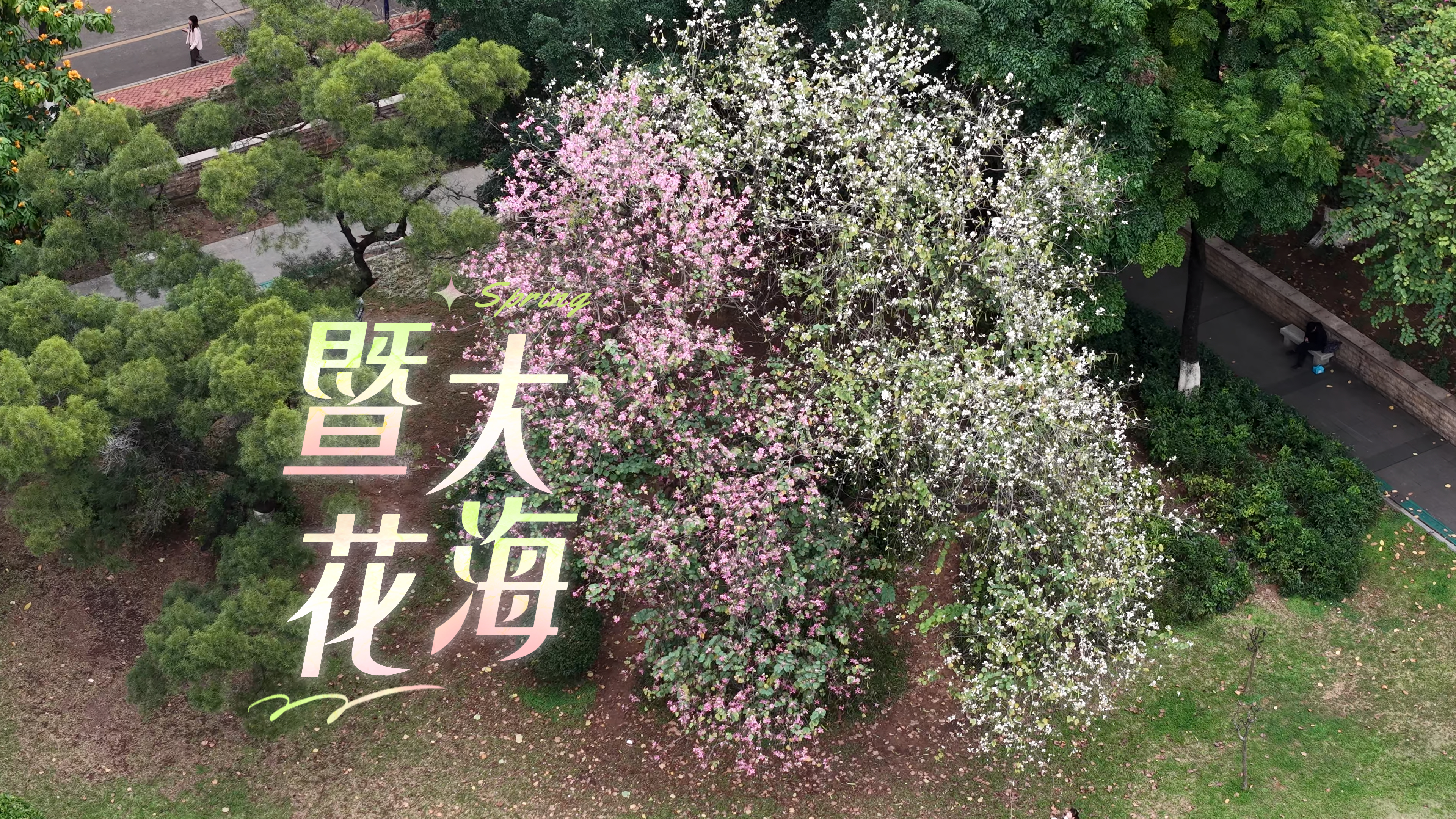 暨大花海